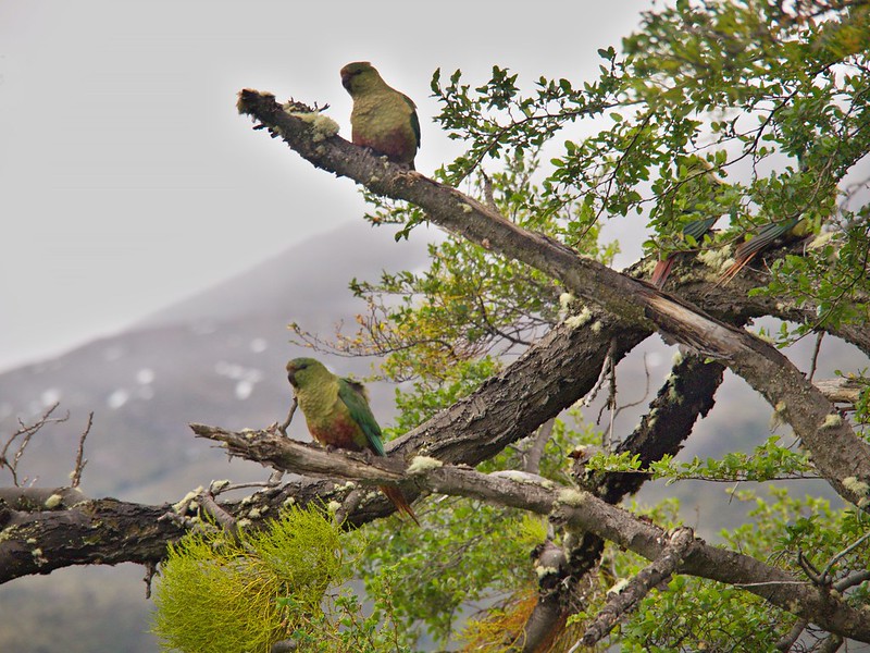 El sur del Parque Nacional Bernardo O´Higgins - Por el sur del mundo. CHILE (18)
