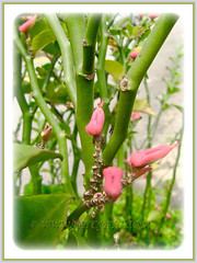 Pink flowers of Euphorbia tithymaloides, June 21 2013