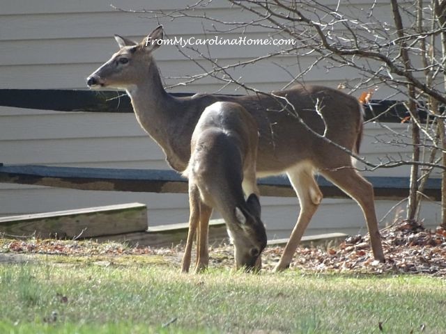 Deer January 2016 ~ From My Carolina Home