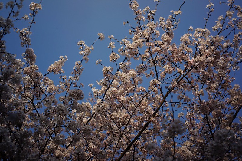 Cherry Blossoms x CONTAX Biogon 28mm F2.8
