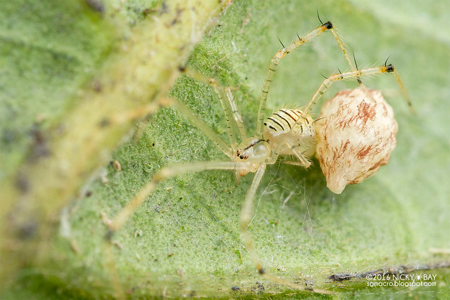 Comb-footed spider (Chrysso sp.) - DSC_7291