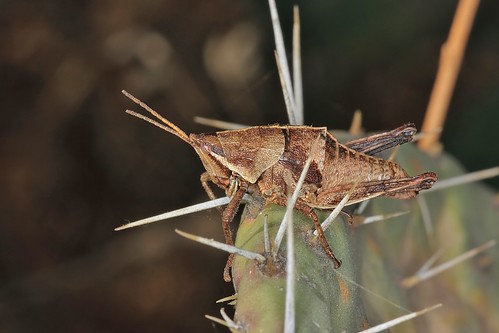 insectos grasshoppers saltamontes chapulines ef100mmf28macrousm canoneos550d canoneosrebelt2i sphenariumpurpurascens