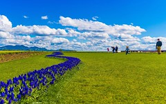 #ArtByClassicTragedy #Sky #Sunshine #Vibrant #Colors #Beautiful #Photography #Explore #Nature #Adventure #Travel_Journey #Farm #Fence #Roadtrip #Clouds #BlueSkies #Landscape #PNW #Photo #Picture #snapshot #Capture #Moment #Amazing #Gorgeous #Art #purple #