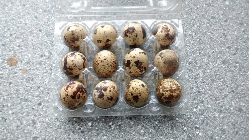quail eggs Jan 16