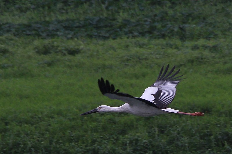 IMG_2510fb 東方白鸛 Oriental Stork