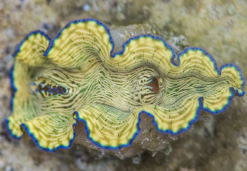 water island colorful underwater shell clam submarine mh marshallislands oceania rmi majuroatoll
