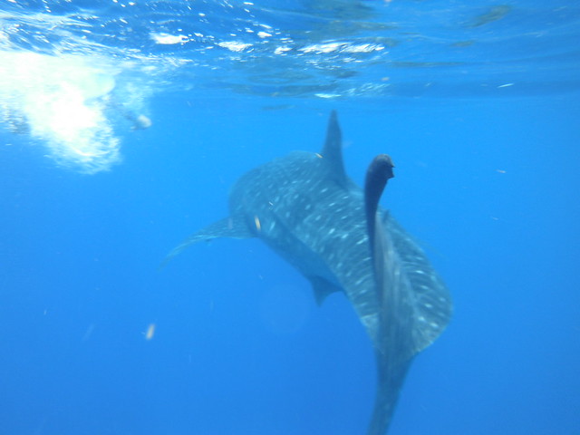 Excursión tiburón ballena (Dia 12: 31 de julio) - 18 días por Guatemala, Riviera Maya y Belice (6)