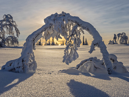 winter light snow vinter arch sweden lappland lapland sverige bog fen snö väder platser peatbog årstider västerbottenslän högdalsmyren evamårtensson blaikfjälletsnaturreservat