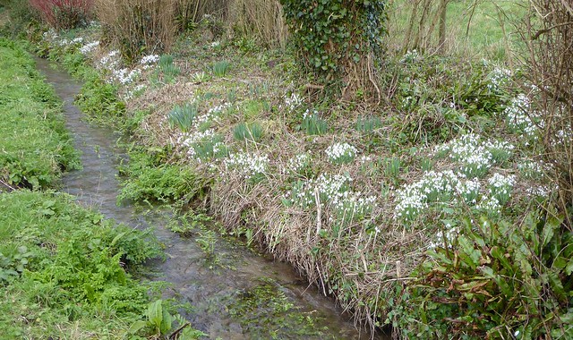 snowdrops by the stream