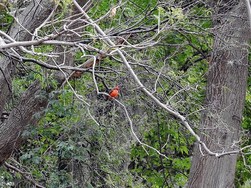 rojo arboles aves tepejidelríohgoméxico