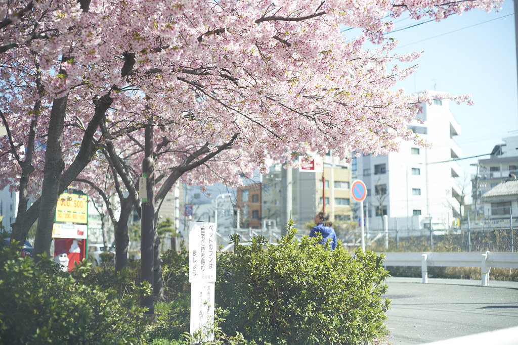 sakura at full bloom