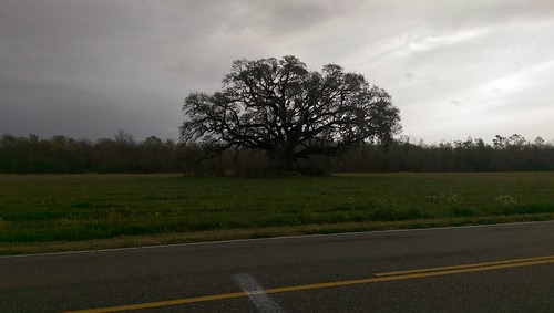 trees oaks