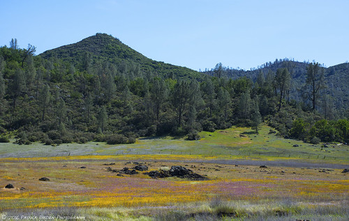 california pink blue green grass northerncalifornia yellow gold oak woods woodlands purple meadow valley poppy poppies middletown grassland lupine napacounty owlsclover graypine monkeyflowers foothillpine middletownca californiafoothillpine snellvalley