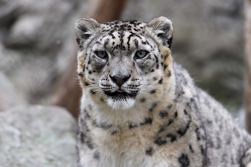 snow face stone closeup cat zoo leopard bigcat