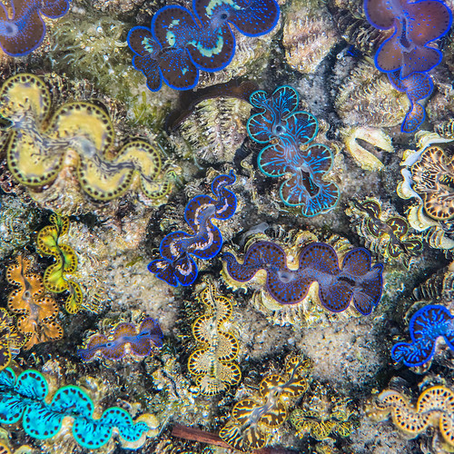 ocean islands marine colorful underwater vibrant clam mh atoll marshallislands oceania bivalve rmi majuroatoll