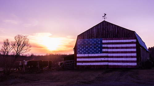 bluengold landscape winter vermont oakhillroad williston sunset america barn cows red unitedstates us