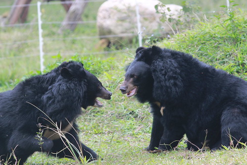 Cinnamon (L) and Angelica (R) play with each other in their enclosure at VBRC