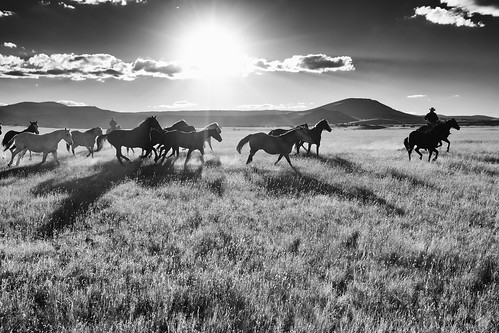 horses cowboys backlighting arizonapassages