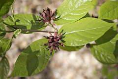 Leaves have wavy margins, rough tops and soft bottoms
Large brown seedpods