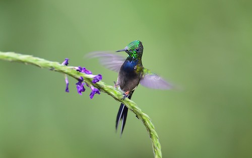bird nature animals ecuador hummingbird