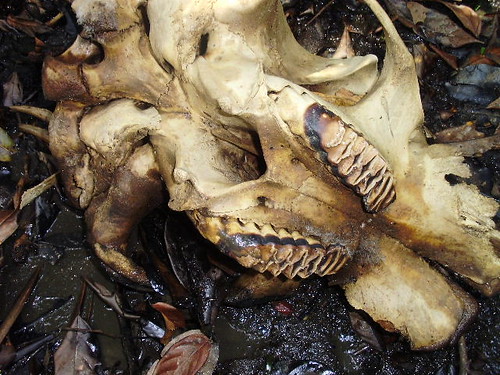 elephant skull on forest floor_2009