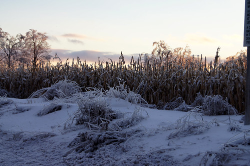 trees winter sunset sky snow tree ice nature weather clouds landscape corn cornfield outdoor dusk sony icestorm snowbank a55 ddbphotography