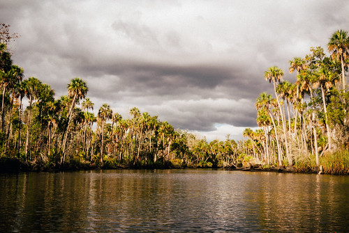 green nature water clouds river landscape coast florida outdoor palm palmtree tropical wilderness naturalbeauty paddling v1 gulfcoast citruscounty cabbagepalm mirrorless thechaz pottercreek chassahowitzka palmhammock