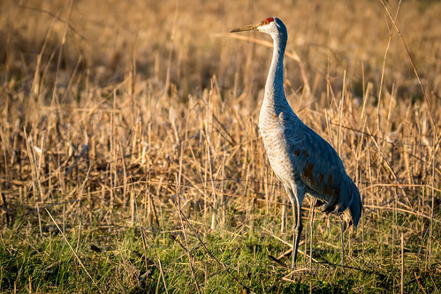 bird us cornfield unitedstates adult crane outdoor tennessee decatur endangered dayton sandhillcrane gruscanadensis