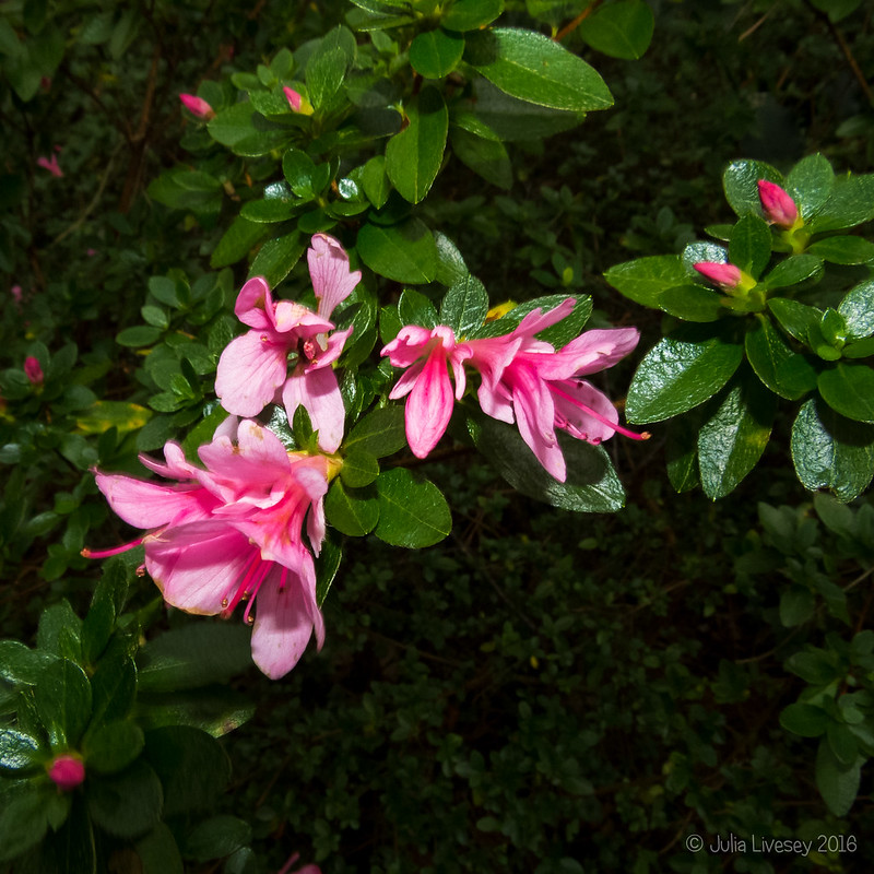Azalea in bloom