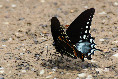 park animal butterfly insect location swallowtail spicebushswallowtail graysonlakestatepark