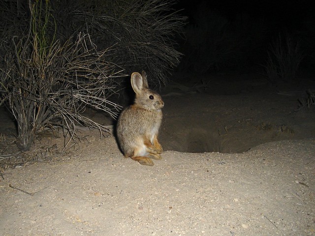 pygmy rabbit