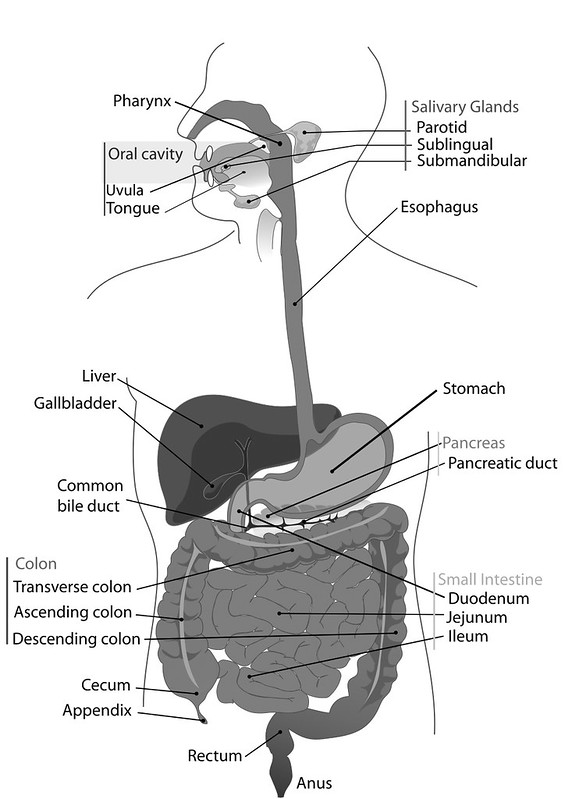 1000px-Digestive_system_diagram_en