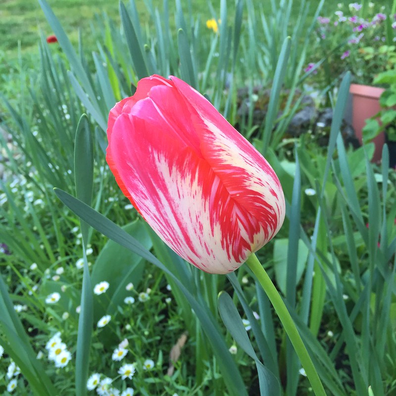 Tulip March 2016