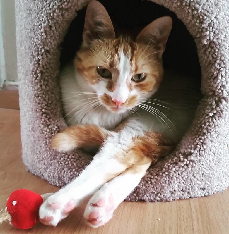 Meesha relaxing in her cat condo #caturday #meeshathecat #meesha #cutenessoverload #catsofinstagram #cats #kitty
