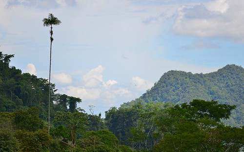 desktop peru southamerica landscape rainforest palmtrees jungle miraflores featured northernandesfoothills altomayoreserve