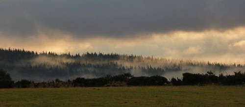 trees winter cloud mist nature weather fog scotland haar