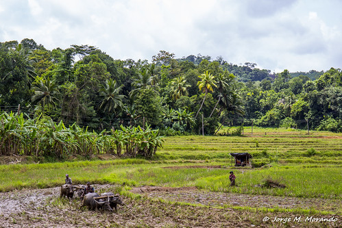green fields srilanka lk plough sabaragamuwaprovince canon6d