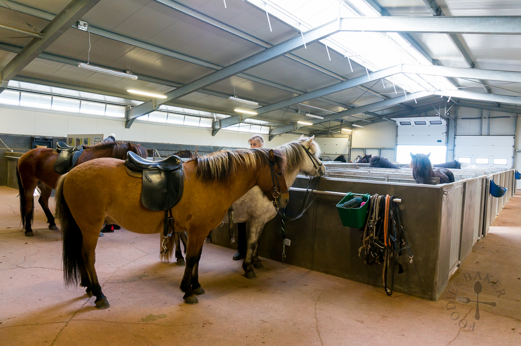 Icelandic HorseWorld