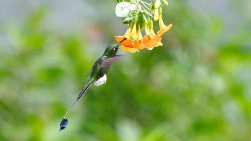 ecuador hummingbird booted tandayapa rackettailed ricmcarthur rondeauric rickmcarthur rackettailedhummingbird