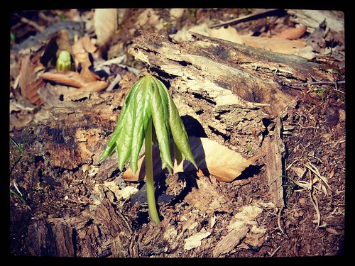 All right who knows what this is? It's only about 3-inches tall. #mysteryplant #SpragueBrookPark #wny