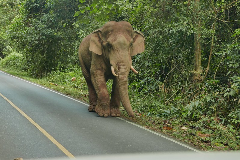 Ohohoho da ist der gesuchte Elefant viel zu nah!