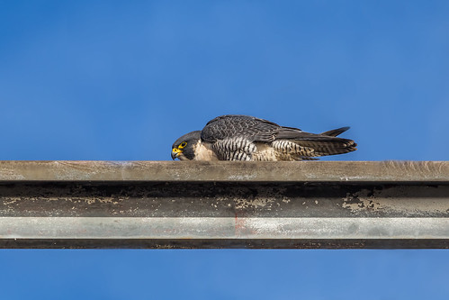 ca ontario canada nature birds canal wildlife hamilton falcon tamron peregrinefalcon canon6d 150600mm img9977e