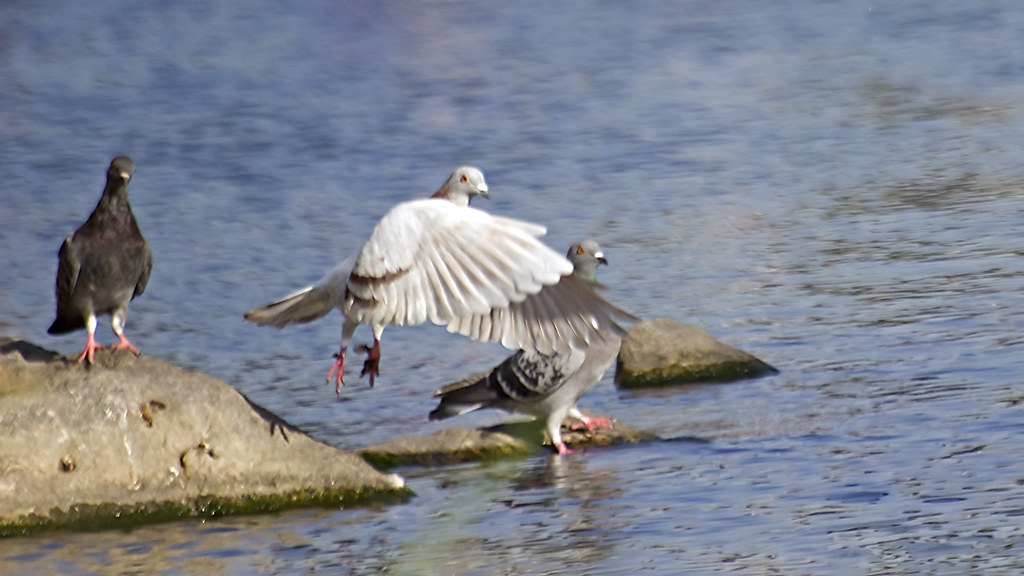 Pigeon Take Off