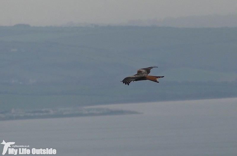 P1000104 - Red Kite, Aberystwyth