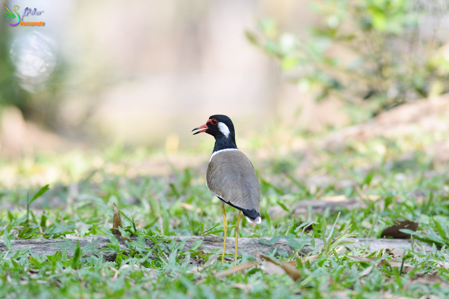 Red-wattled_Lapwing_0278_IJFR