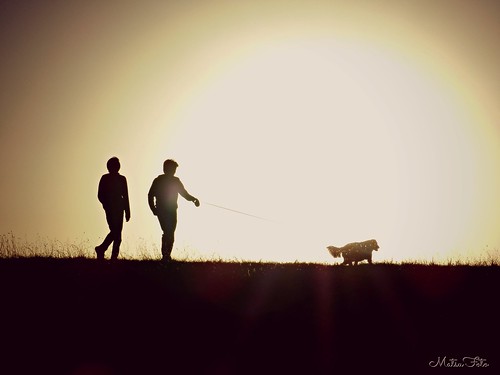 sunset shadow dog sun silhouette walking kansas dogwalking kansassunset dogsilhouette