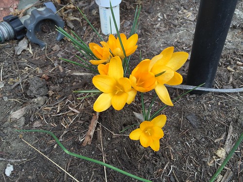 Garden Bloggers' Bloom Day, March 2016