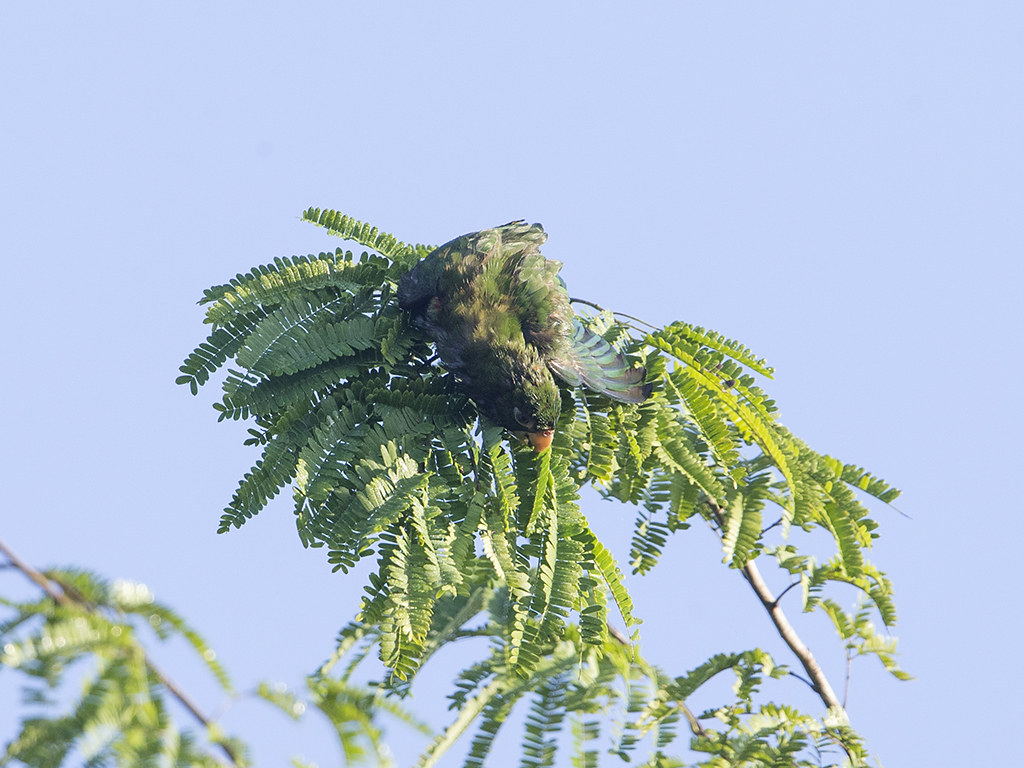 Cuban Parakeet   endemic to Cuba