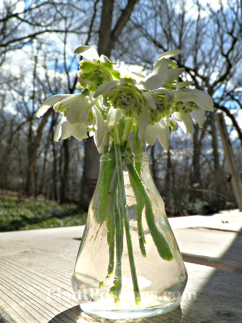 snowdrop vase