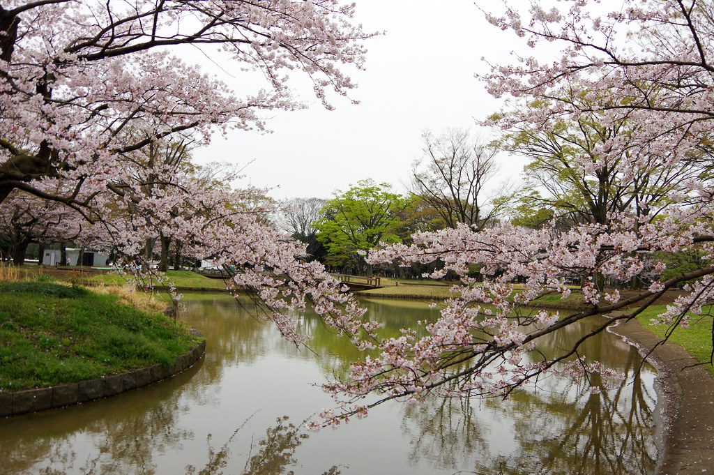 代々木公園桜2016-5